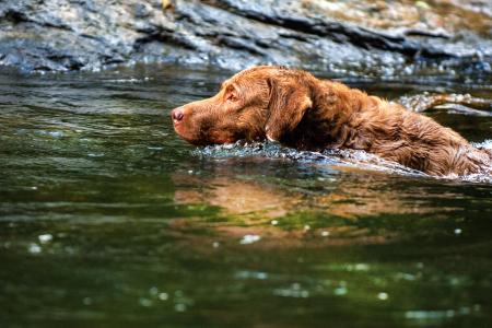 狗, 切萨皮克湾猎犬, 宠物, 一种动物, 水, 在野外的动物, 动物主题