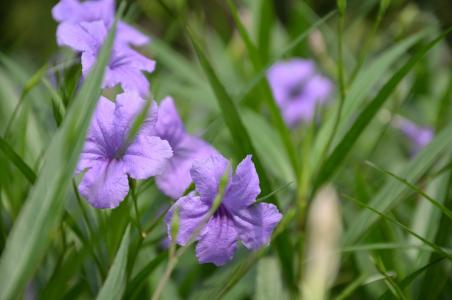 虹膜, 紫色虹膜, 紫色的花, 花, 植物, 草, 兰花