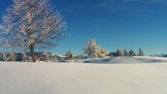 寒冷, 树, 瑞士, 蓝色, 白色, 雪
