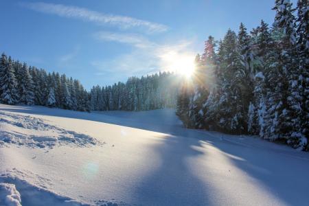 雪, 太阳, 树, 冬天, 自然, 森林, 景观