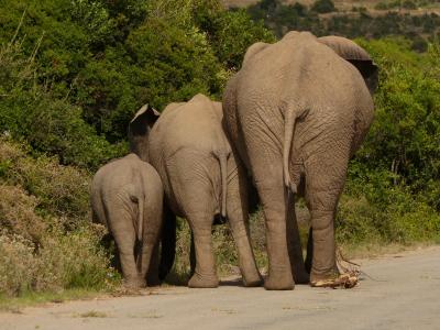 大象, 厚皮类动物, 野生动物园, 南非, 后方的看法, 国家公园, 三