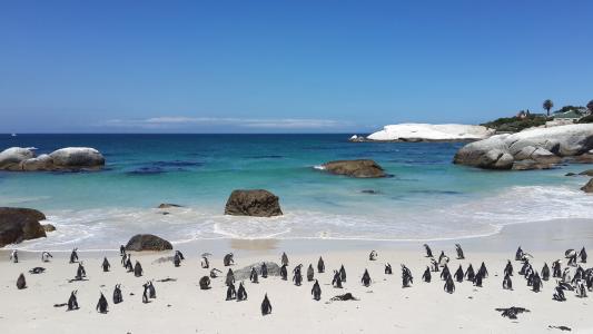 企鹅, 海滩, 热带, 沙子, 白色, 水, 巨石