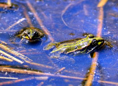 青蛙, 水, 水的生物, 绿色, 池塘, 高, 动物