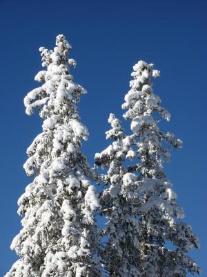 冷杉, 自然, 森林, 白雪皑皑, 冬天, 雪, 冬天的魔法