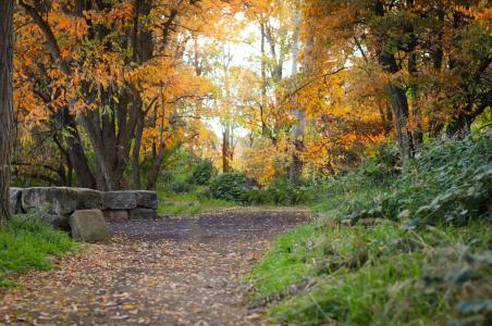 爱达荷州, 路径, 秋天, 秋天, 自然, 叶, 树