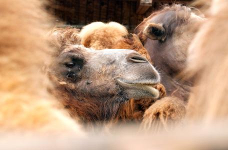 骆驼, 动物, 摩洛哥, 哺乳动物