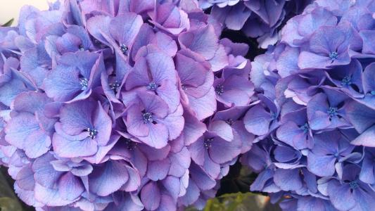 绣球花, 植物, 花园, 蓝色花瓣, 花