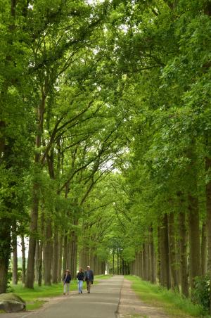 森林, 大道, 树木, 徒步旅行, 绿色, 街道