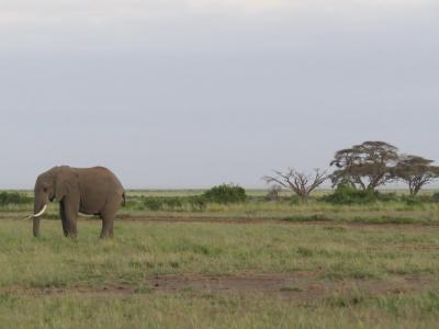 大象, 非洲, 萨凡纳, 象牙, 哺乳动物, 野生动物, 动物