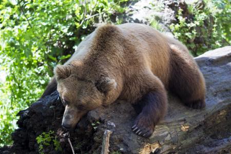 欧洲棕熊, 午睡, 睡在日志上, 哺乳动物