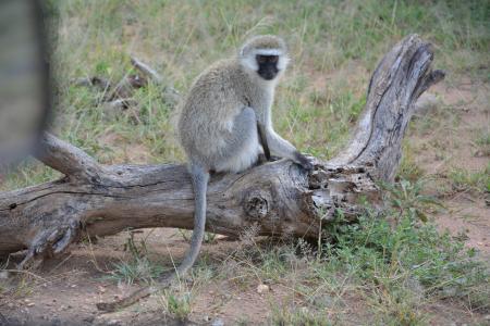 猴子, 非洲, 塞伦盖蒂, 国家公园, 塞伦盖蒂公园, 坦桑尼亚, 野生动物保护区