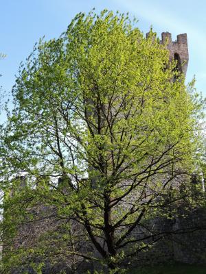 树, 托雷, 绿色, 自然, 设防, 城堡, 中世纪