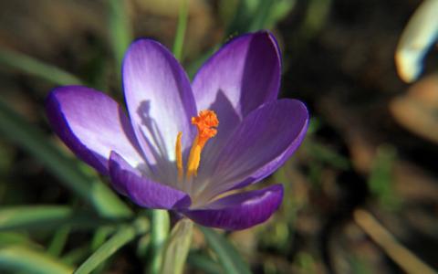 番红花, 紫色, 宏观, 开花, 绽放, 关闭, 春天的花朵