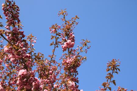 分公司, 开花, 绽放, 春天的花朵, 观赏樱桃