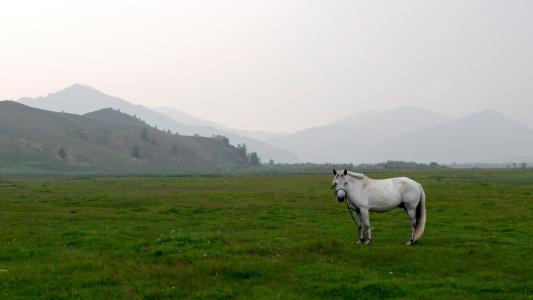 蒙古, 草原, 马, 景观