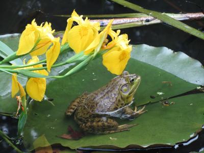 青蛙, 睡莲, 水, 两栖类动物, 自然, 花, 睡莲