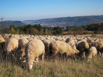 群羊, 草甸, 羊毛, 吃草, 动物, 田园