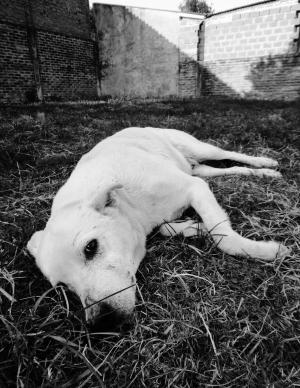 狗, 悲伤, 我长, 在黑色和白色, 摄影, 躺着, 宠物