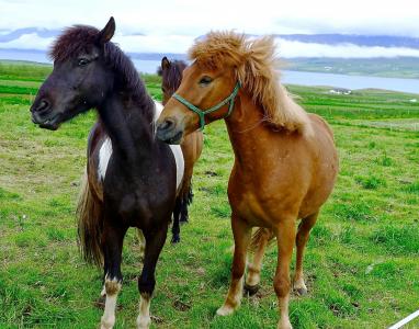 马, 马, 冰岛, 小马, 农场, 动物, 字段