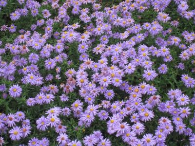 花, 紫色, 紫色的小花, 自然, 开花, 绽放, 植物