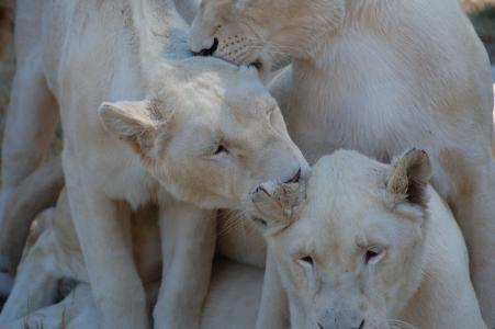 狮子, 非洲, 白色, 动物, 野生动物园, 捕食者, 骄傲