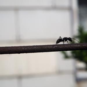 蚂蚁, 栅栏, 昆虫