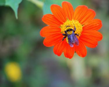 蜜蜂, 花, 宏观, 花园, 自然, 夏季, 昆虫