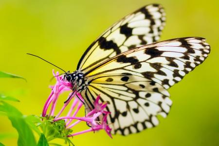 蝴蝶, 昆虫, 花, 植物, 颜色, 多彩, 美丽