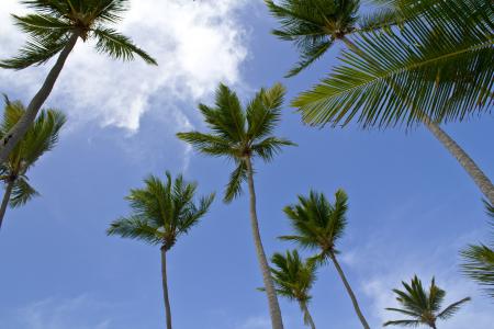 棕榈树, 加勒比海, 海滩, 天空, 蓝色, 景观, 自然