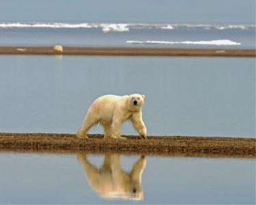 北极熊, 熊, 荒野, 行走, 北极, 捕食者, 野生