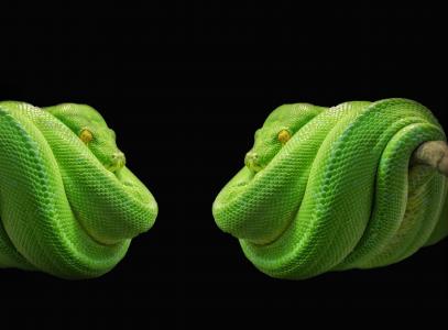 python, 蛇, 绿树巨蟒, 绿色, 树蛇, 有毒, 动物