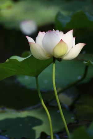 莲花, 白色, 佛教, 池塘, 水厂