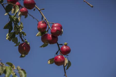 苹果, 红色, 秋天, 水果, 自然, 水果, 收获