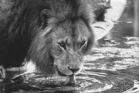 狮子, 饮料, 动物园, 猫, 一种动物, 在野外的动物, 动物主题