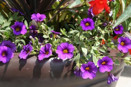 花, 紫色, 壶, 装饰, 花盆, 花盆里的花