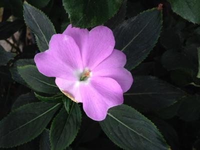 中提琴, 紫色, 花, 美, 植物, 花瓣