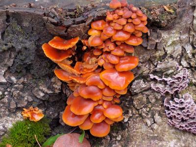 树桩, 秋天, 蘑菇, 自然, 树真菌