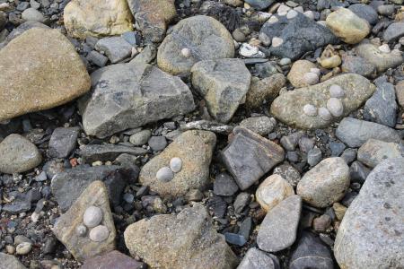 岩石, 海贝壳, 海边, 岩石-对象, 化石, 自然, 没有人