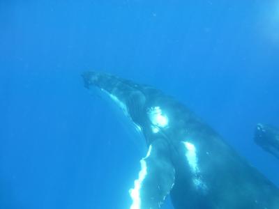 驼背鲸, 鲸鱼, 鲸, 海洋, 哺乳动物, 野生动物, 太平洋