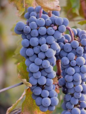 葡萄, 葡萄, 葡萄酒, 葡萄树, 水果, 收获, 植物