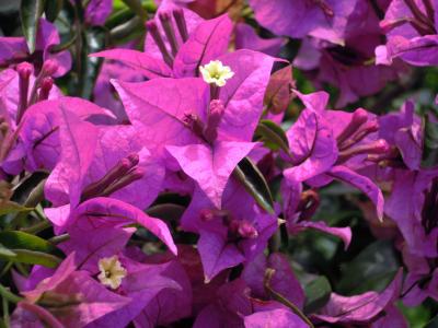 簕杜鹃, 紫色, 纸花, bouqainvillea