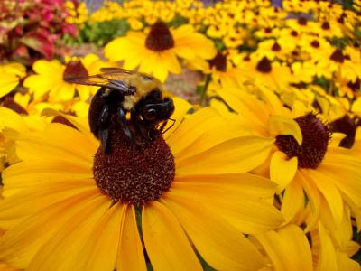 大黄蜂, 花, 黄色, 多彩, 蜜蜂, 黛西, 绽放