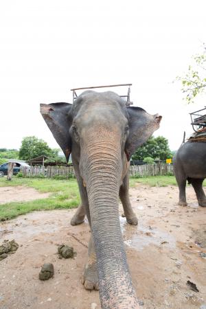 大象, 积极, 泰国