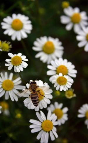 蜜蜂, 蜂蜜蜂, 花粉, 昆虫, 关闭, 开花, 绽放