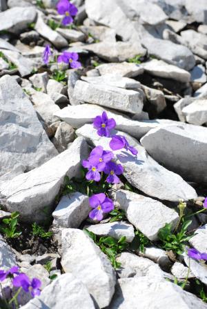 花, 石头, 自然, 植物, 开花, 绽放, 紫色