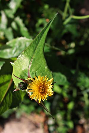 asteriscus maritimus, 小花, 黄色, 绿色和黄色, 雌蕊, 多彩, 宏观