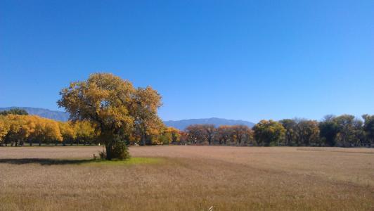 领域在秋天, 阿尔伯克基, 打开, 空间, 自然, 秋天, 树