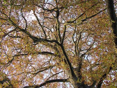 树, 板栗树, 栗叶, 秋天的颜色, 冠层