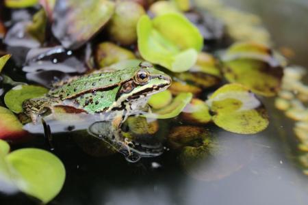 蛙池里, 青蛙, 水蛙, 两栖类动物, 动物, 池塘, 花园的池塘