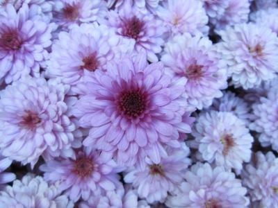 菊花, 花园, 花, 群集, 紫色, 白色, 自然